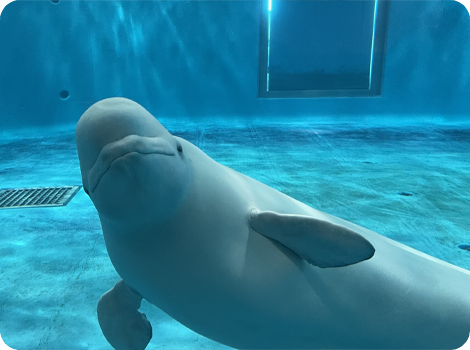 しまね海洋館アクアス