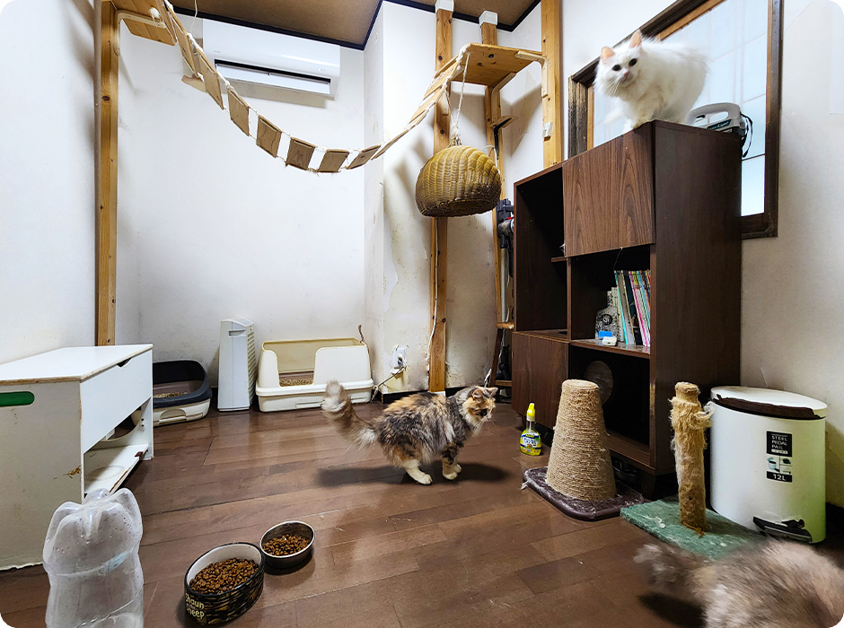 キャットルーム