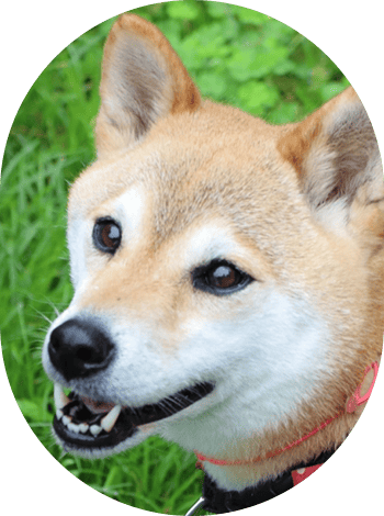 多様なペット受け入れ実績